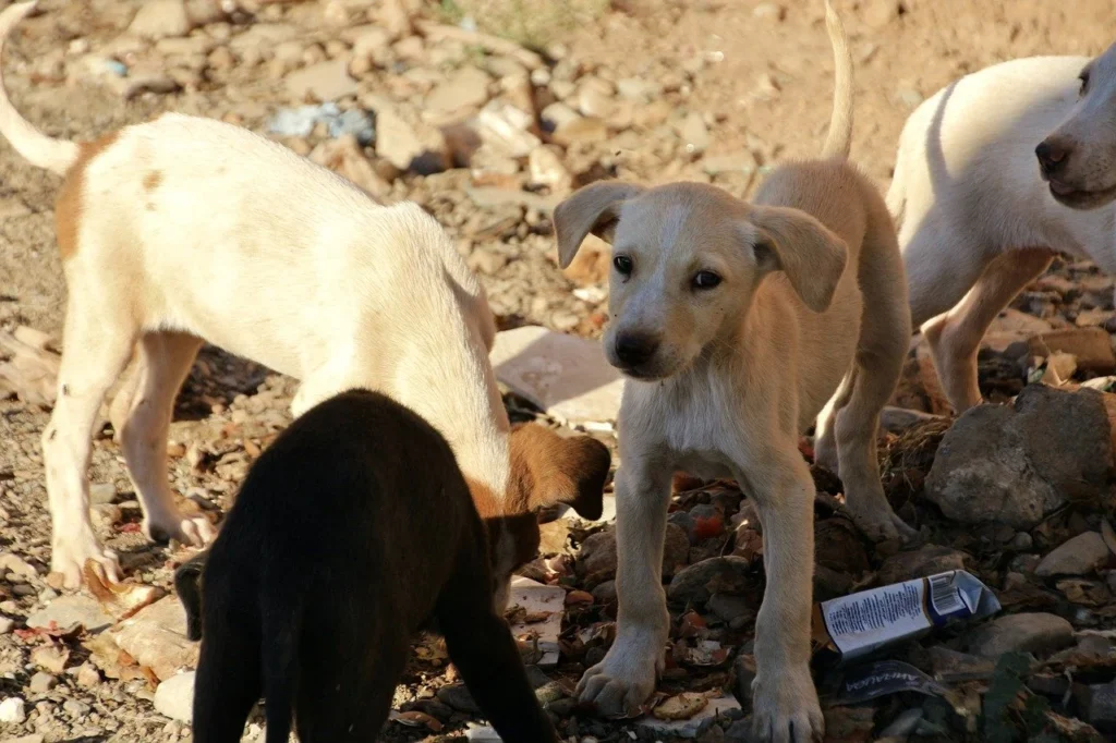 chiens errants - yoni association