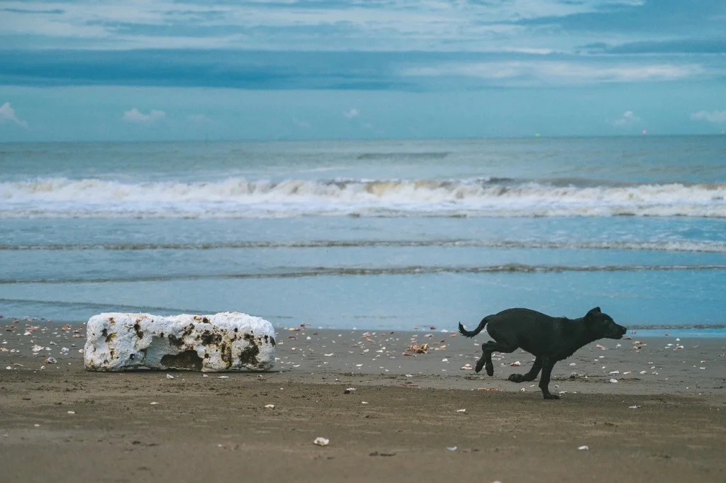 chien errant plage - yoni association
